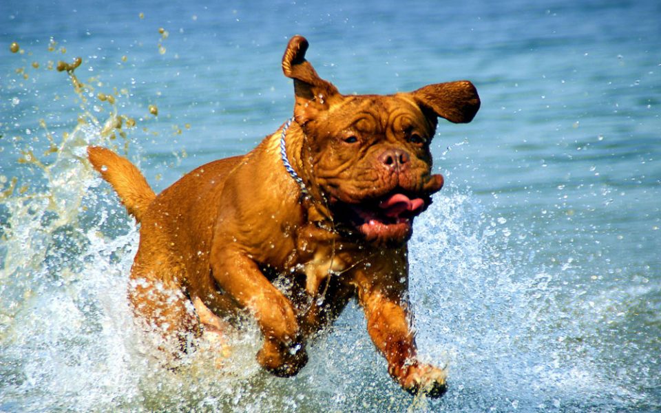 disney-rebooting-turner-hooch