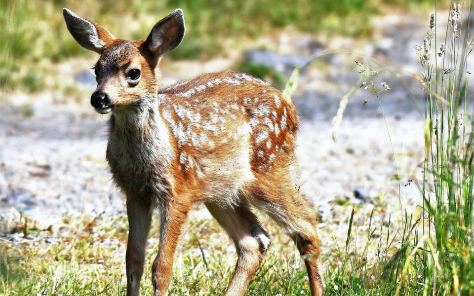 disneys-bambi-remake-shows-future-of-their-streaming-service